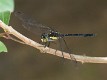 Agrionoptera longitudinalis biserialis male-1